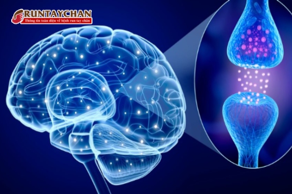 Thuốc Parkinson Sifrol (pramipexole) làm tăng hoạt động của các thụ thể dopamine trong não bộ